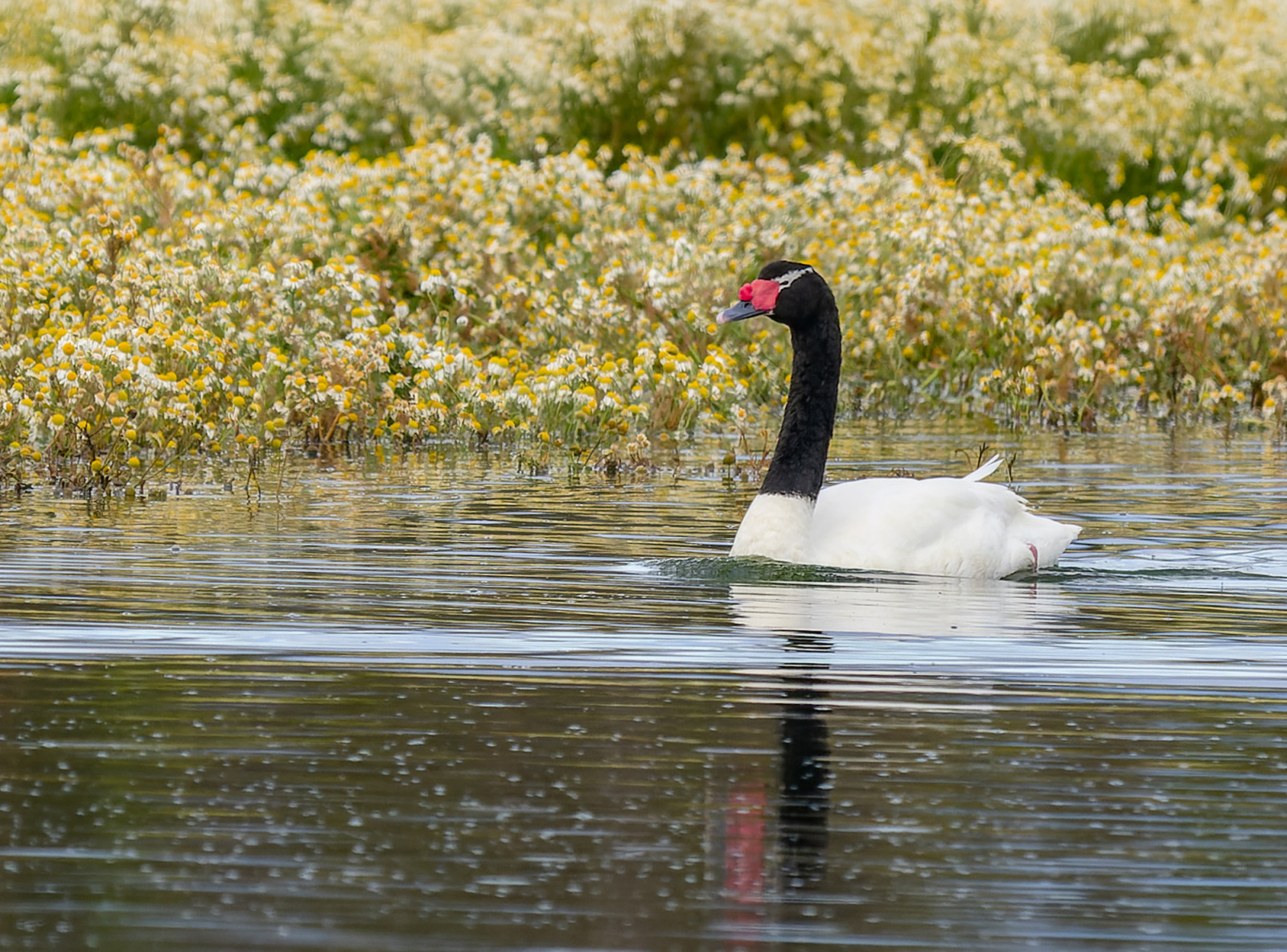 image Black-necked Swan